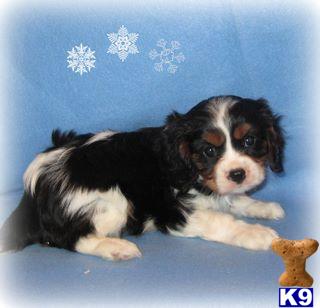 Puppies in PA